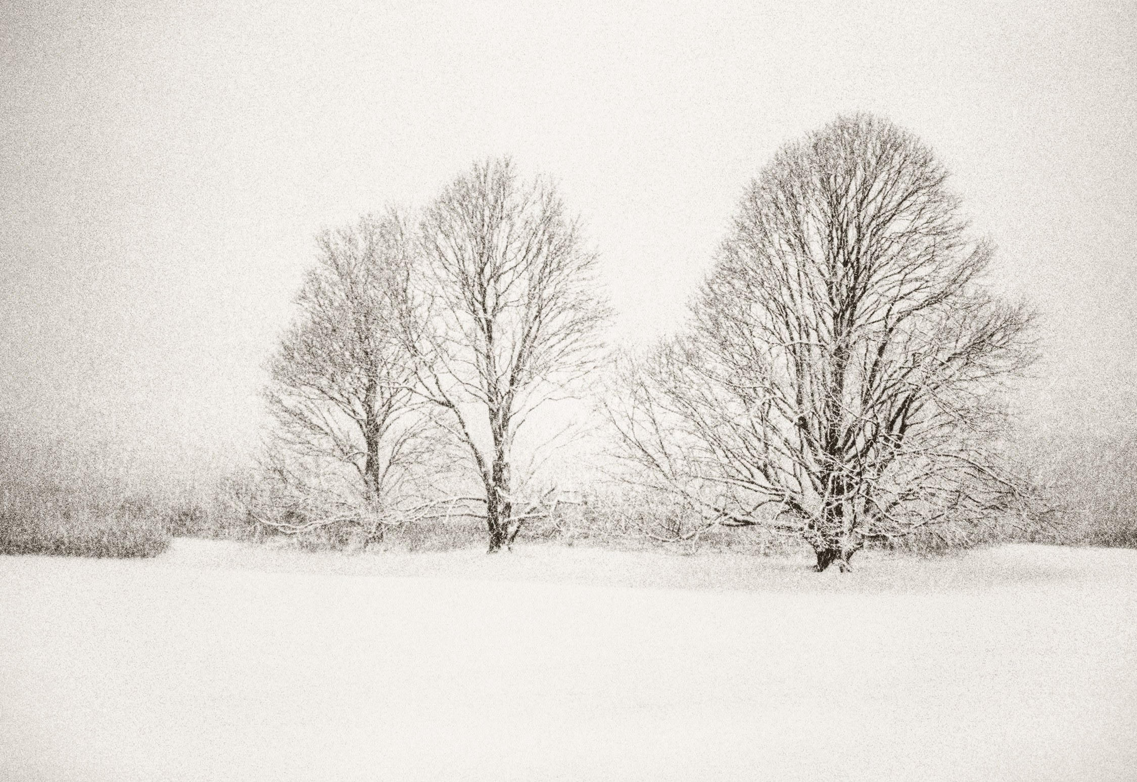 Three Lindens in a Snowstorm, East Hampton